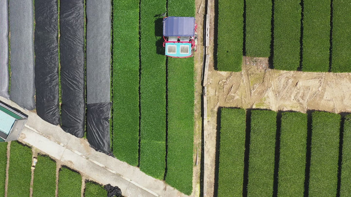 Saicho Sparking Osmanthus